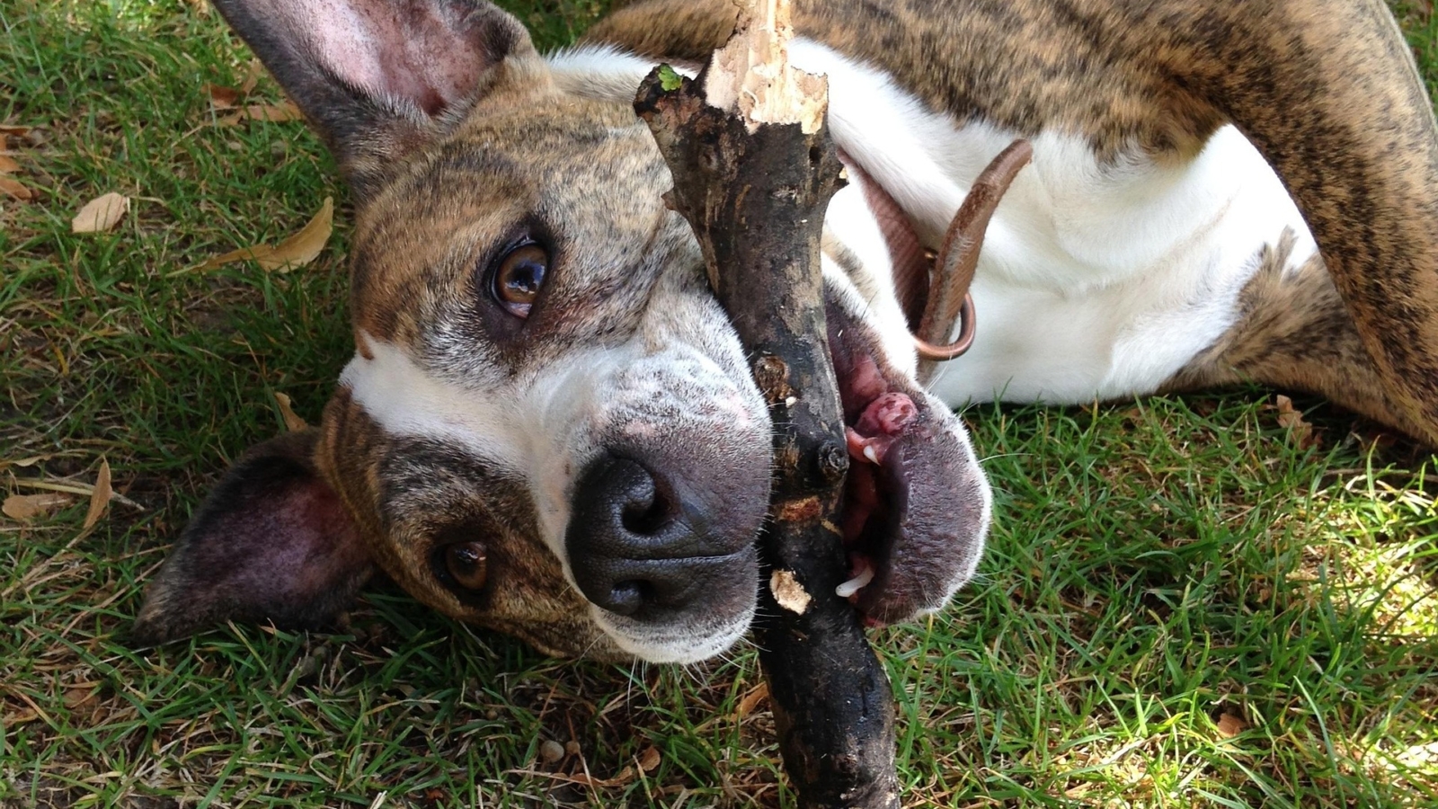 happy-dog-1674280_1920